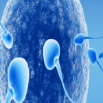 espermatozoides e fertilidade