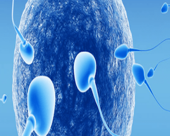 espermatozoides e fertilidade