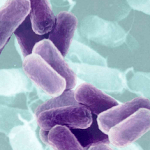 bacterias-e-colesterol