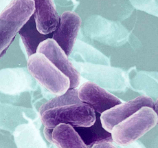 bacterias-e-colesterol