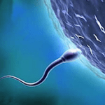esperma-imagem