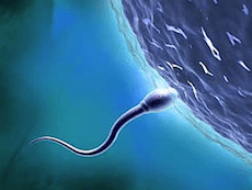 esperma-imagem