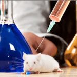 ratos de laboratorio