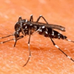 curso de combate ao mosquito aedes aegypti