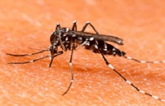 curso de combate ao mosquito aedes aegypti