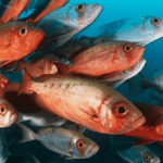 peixes na alimentação